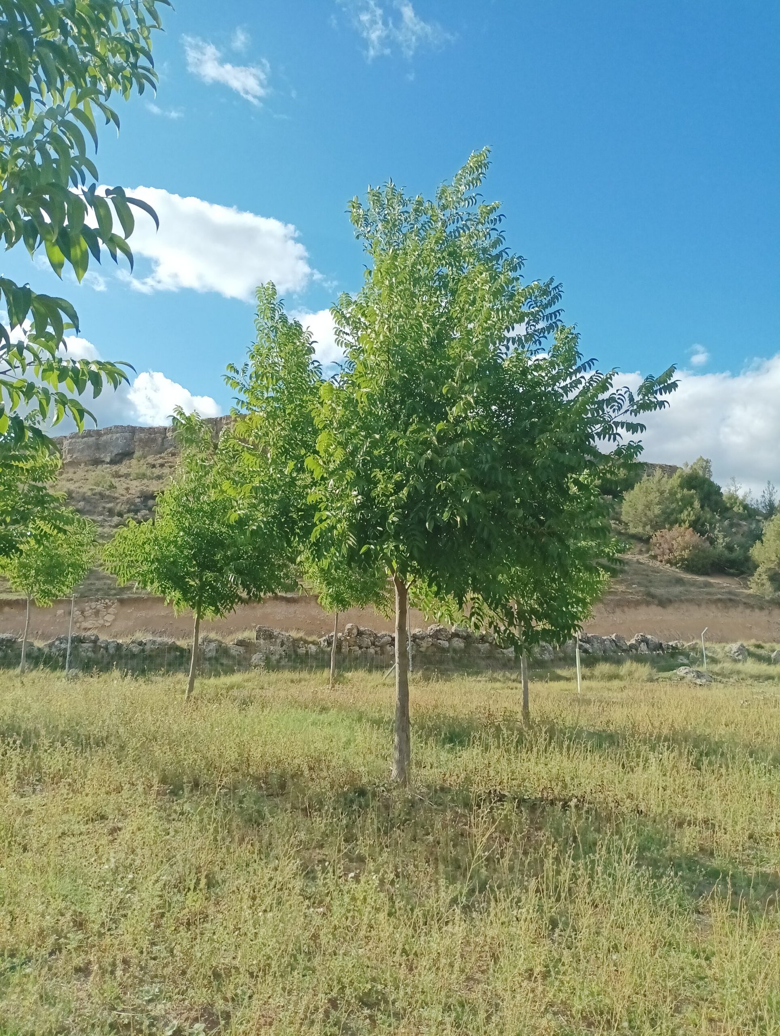 Apadrina un árbol